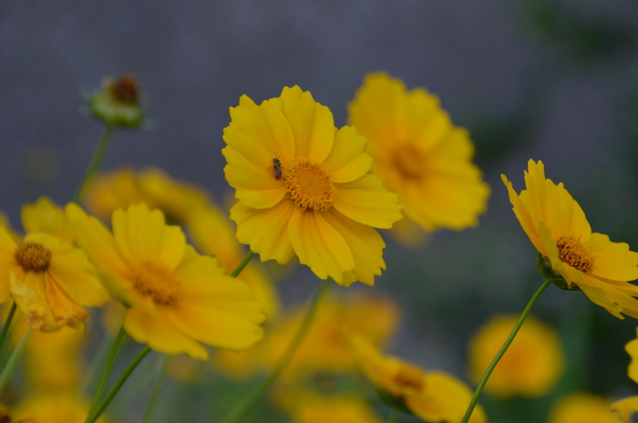 今日の花たち―35_c0202242_10135325.jpg