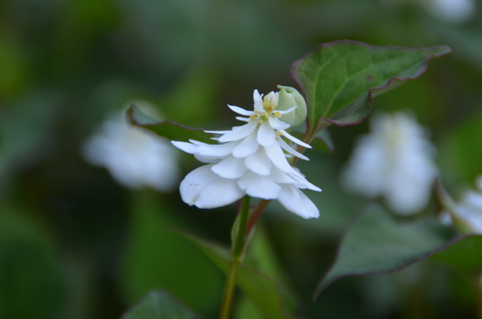 今日の花たち―35_c0202242_10141830.jpg