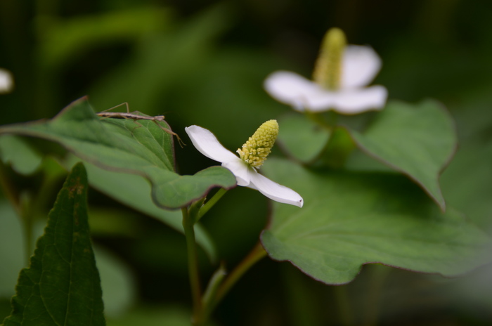 今日の花たち―35_c0202242_1014415.jpg