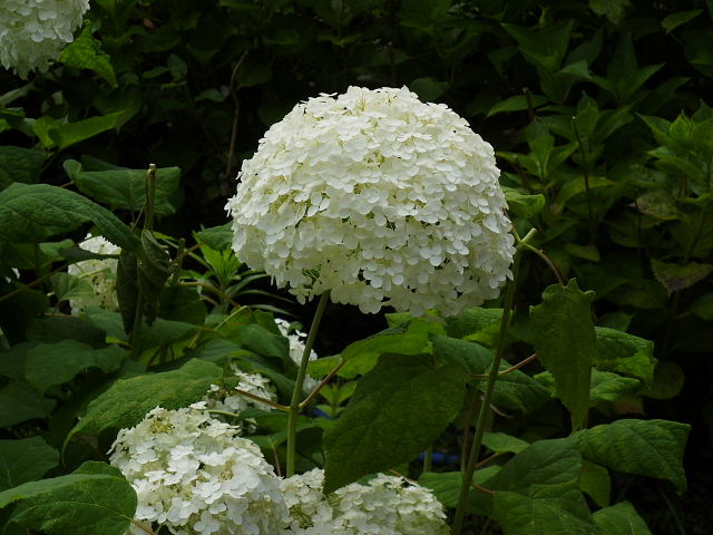 蓮、睡蓮、白花瑠璃茉莉、洋種山牛蒡、藤空木、八重咲き木槿、紫陽花二種、ワンちゃん出張グルーミング_c0051143_02386.jpg