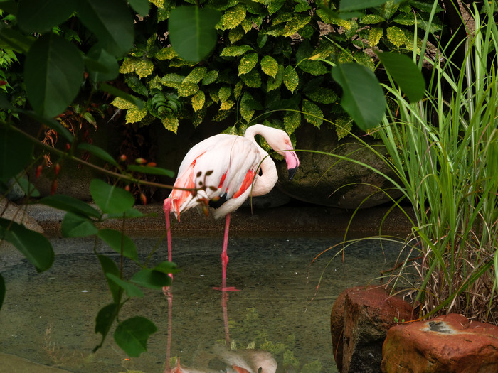 素材　その１　鳥編_e0261558_2024351.jpg