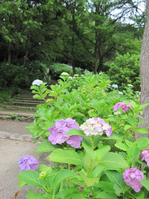 生田緑地のあじさい山 エゴマが 育ちますように ぴきょログ 軽井沢でぐーたら生活 生田緑地のあじさい山 エゴマが 育ちますように ぴきょログ 軽井沢でぐーたら生活