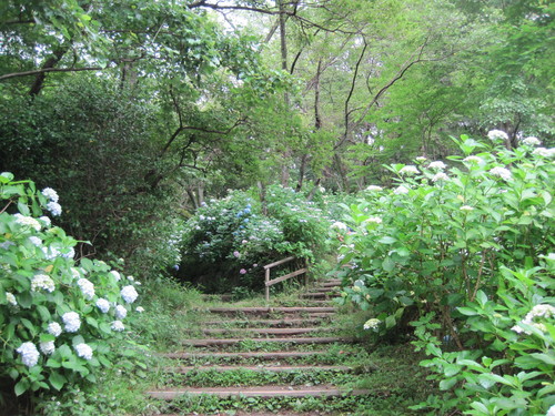 生田緑地のあじさい山 エゴマが 育ちますように ぴきょログ 軽井沢でぐーたら生活 生田緑地のあじさい山 エゴマが 育ちますように ぴきょログ 軽井沢でぐーたら生活