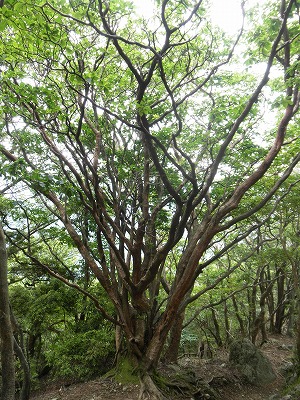 高見山　2012.6.24_f0057070_23364483.jpg