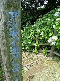 山上城址 アジサイ通り 2012 (桐生市新里町山上) _b0004675_14113566.jpg