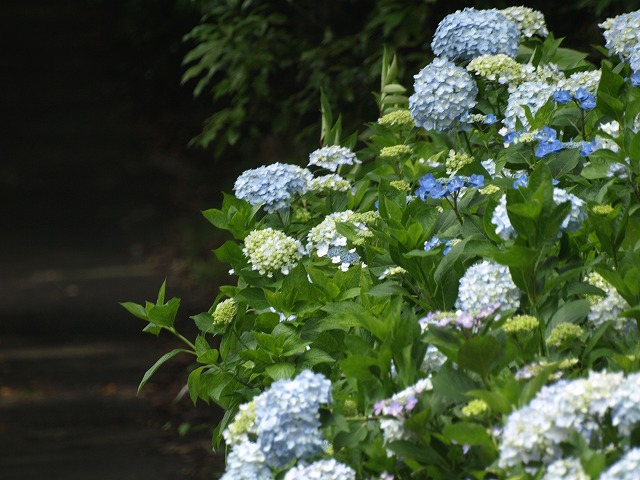 『達目洞の紫陽花風景』_d0054276_1955130.jpg