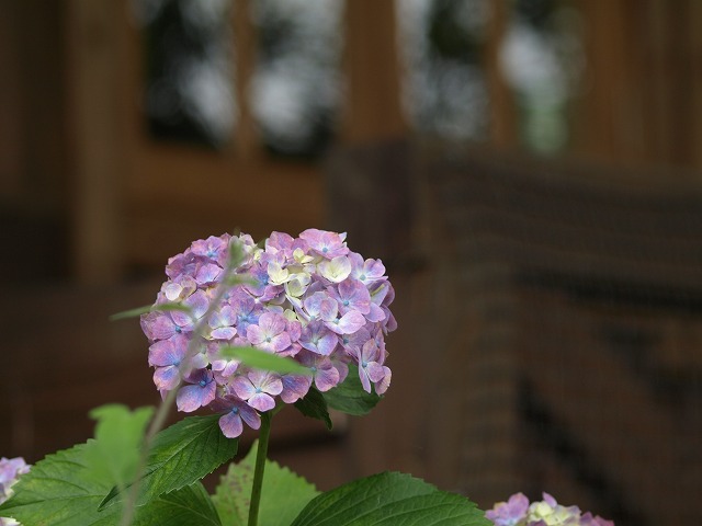 『達目洞の紫陽花風景』_d0054276_1956888.jpg