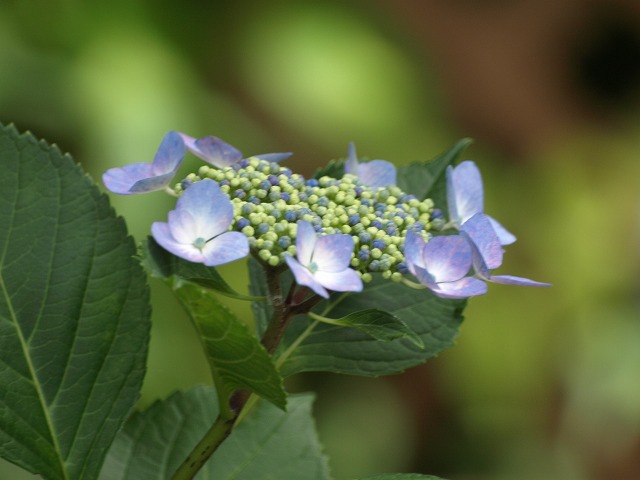 『達目洞の紫陽花風景』_d0054276_1958362.jpg