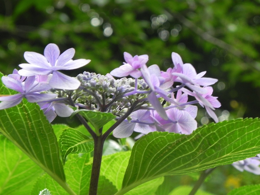 c0187781_19272890.jpg