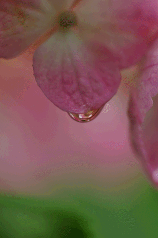 a0275782_18435755.gif