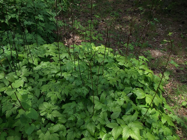 c0212083_22154679.jpg