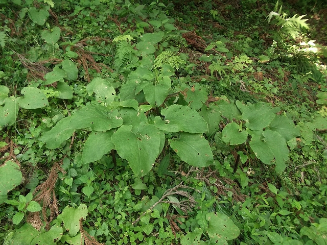 c0212083_22161762.jpg