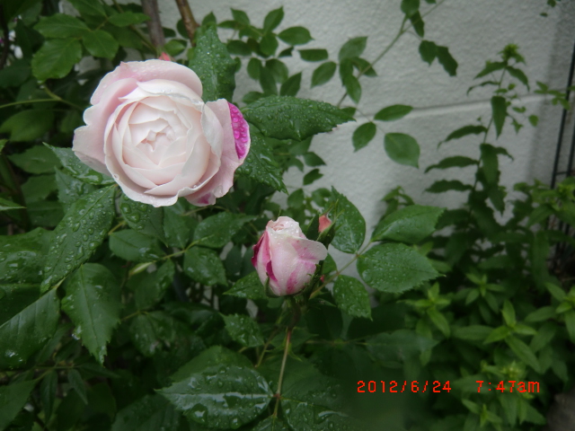 c0078586_98526.jpg