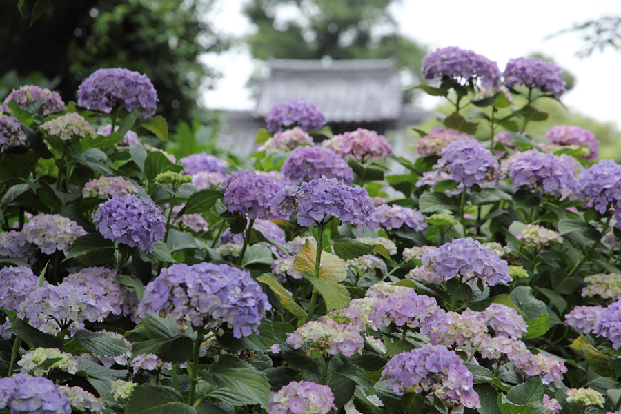 12.06.09:早咲きの紫陽花と満開の花菖蒲、性海寺と九華公園２_c0007190_17381413.jpg