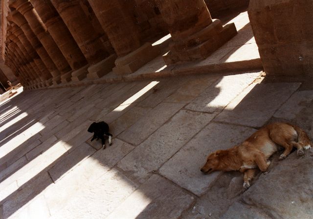 イスラーム地域での犬の地位 写真でイスラーム