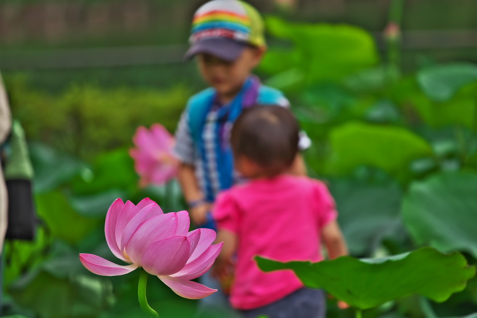 千葉公園の古蓮　「大賀蓮」_d0248494_629564.jpg