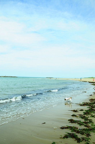 osampo on the beach._a0259398_21382548.jpg