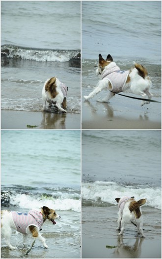 osampo on the beach._a0259398_2148734.jpg