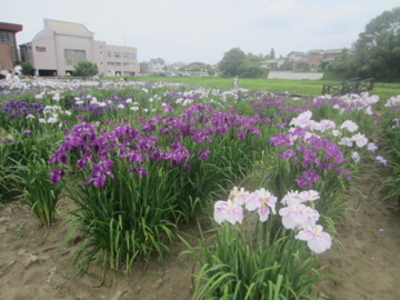 ときがわ花菖蒲園ポタ_a0117599_10373090.jpg