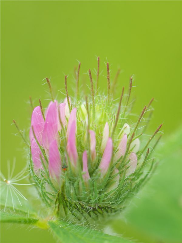 路傍の花　日光編_f0224100_2331875.jpg