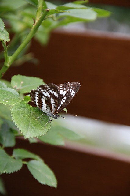 a0123003_7513373.jpg
