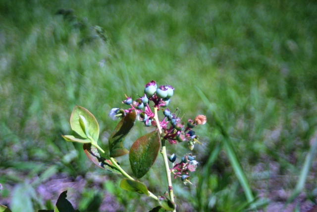 c0062603_12542377.jpg
