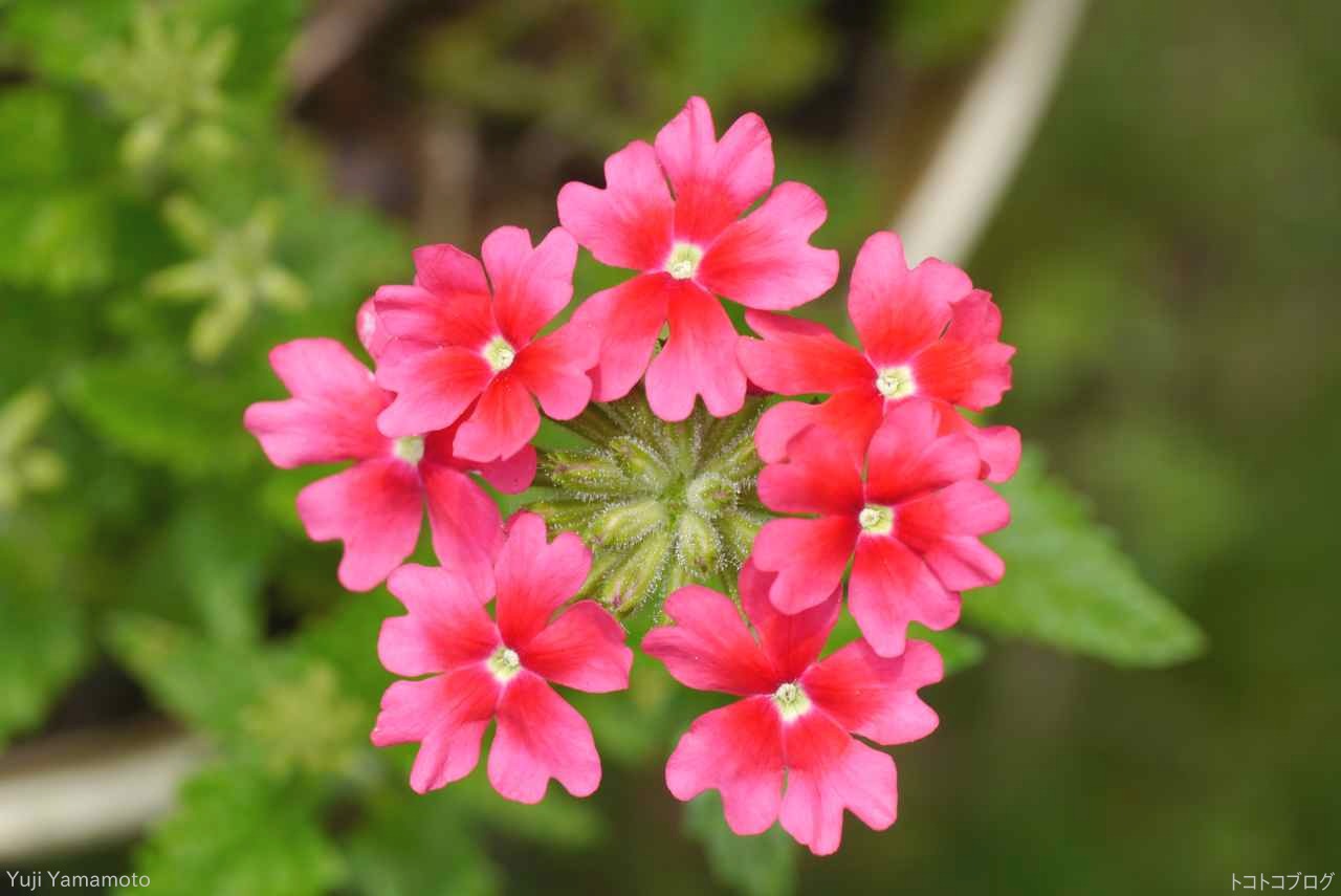 きれいな花たち トコトコブログ