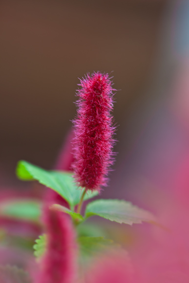 d0036708_2032446.jpg