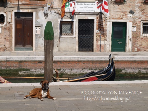 ヴェネツィアの犬。_d0162813_7143030.jpg