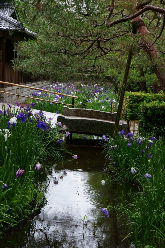 碧雲荘の花菖蒲_e0177413_10541964.jpg