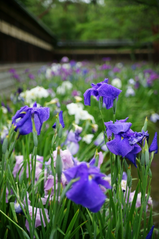 碧雲荘の花菖蒲_e0177413_10585498.jpg