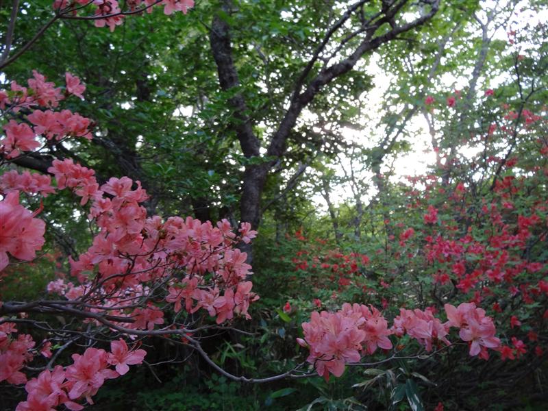 a0127015_216117.jpg