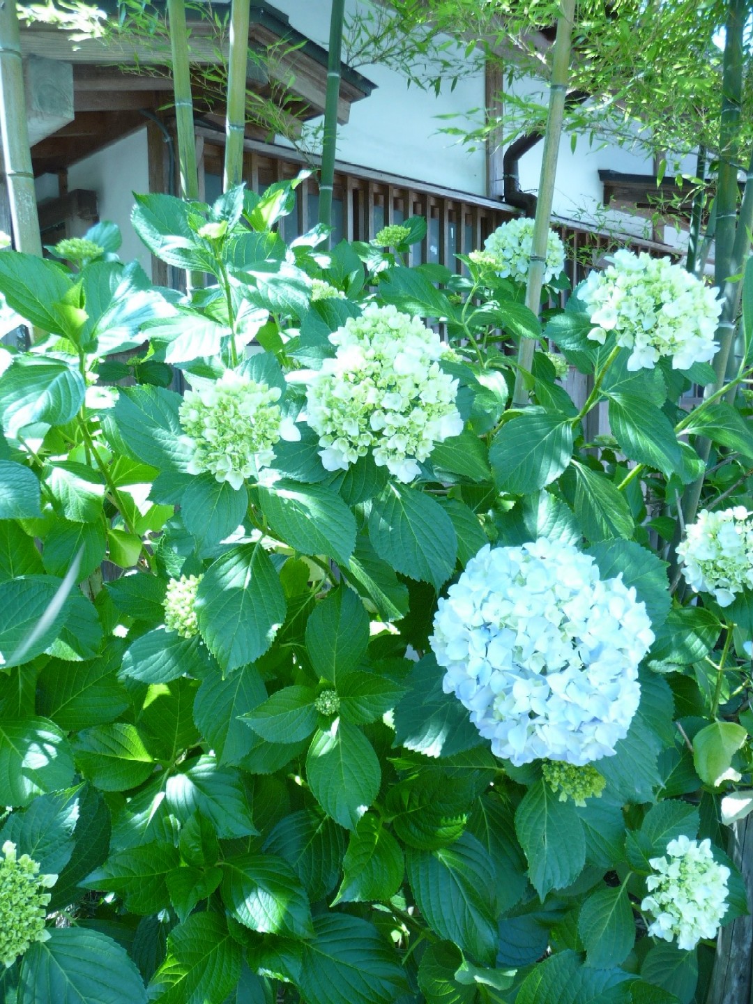 ~ 大賀ハス ~_e0135219_17203268.jpg