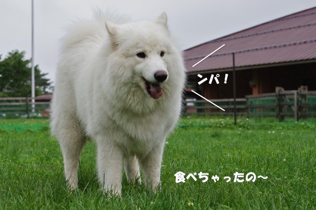 Woofでやってやったぜぇ_後編_f0234023_6104630.jpg