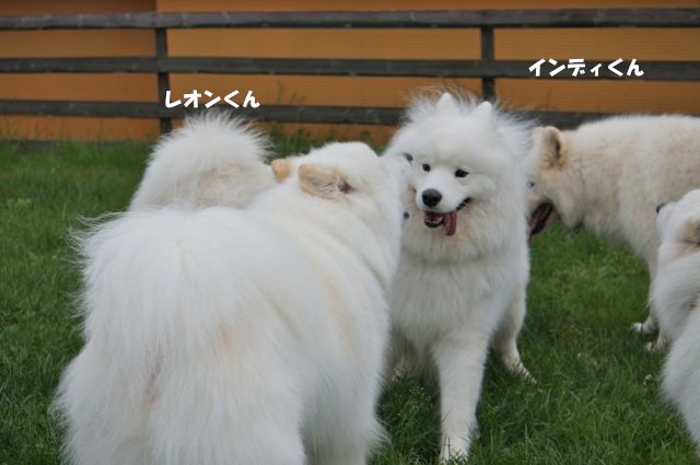 Woofでやってやったぜぇ_後編_f0234023_6113554.jpg