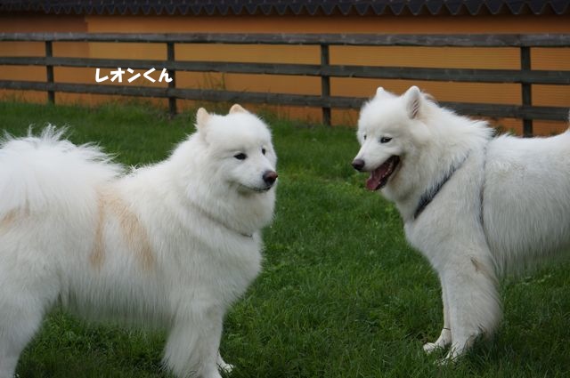 Woofでやってやったぜぇ_後編_f0234023_6124290.jpg