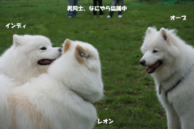 Woofでやってやったぜぇ_後編_f0234023_6501480.jpg