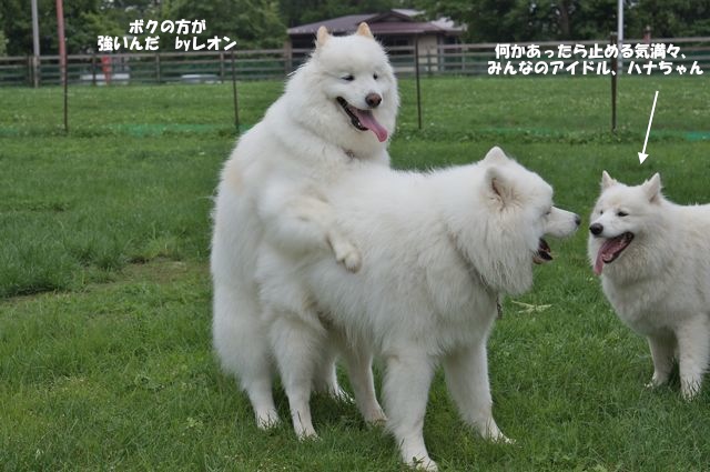 Woofでやってやったぜぇ_後編_f0234023_654159.jpg