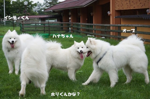 Woofでやってやったぜぇ_後編_f0234023_674671.jpg