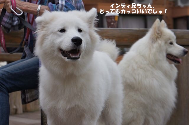 Woofでやってやったぜぇ_後編_f0234023_7134210.jpg