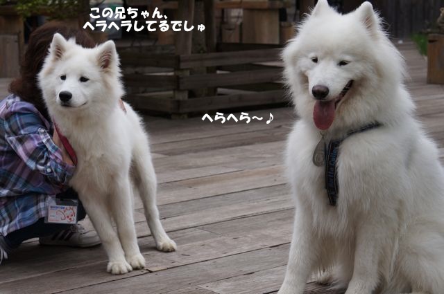 Woofでやってやったぜぇ_後編_f0234023_7155940.jpg