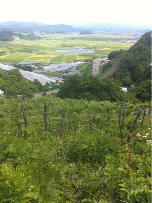 山形に行ってきました!酒井ワイナリー_c0141025_14352028.jpg