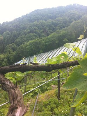 山形に行ってきました!酒井ワイナリー_c0141025_14352179.jpg