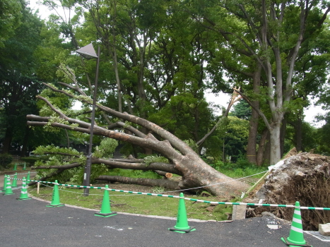 ものすごい台風一過_f0108825_21333674.jpg