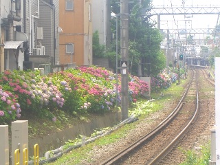 あじさい電車に乗って_b0157532_14534496.jpg