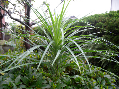 梅雨時の明暗_e0272335_21504393.jpg