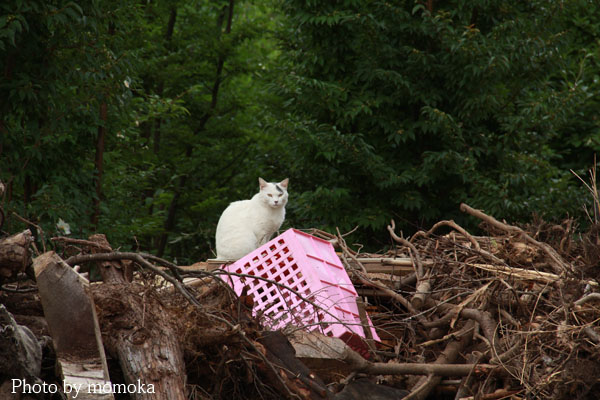 野生の猫_e0274337_23464692.jpg