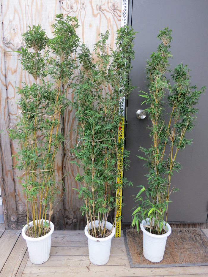 スホウチク 蘇方竹 販売 画像 価格 値段 庭木 安行 植木 : 田中 スホウチク 蘇方竹 販売 画像 価格 値段 庭木 安行 植木 : 田中