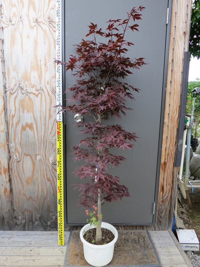 モミジ ノムラモミジ 野村紅葉 販売 画像 写真 価格 値段 庭木 安行 植木 田中園 Shop Tanakaen Jp Web Magazine モミジ ノムラモミジ 野村紅葉 販売 画像 写真 価格 値段 庭木 安行 植木 田中園 Shop Tanakaen Jp Web Magazine