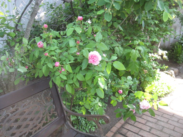 a0279743_22503531.jpg